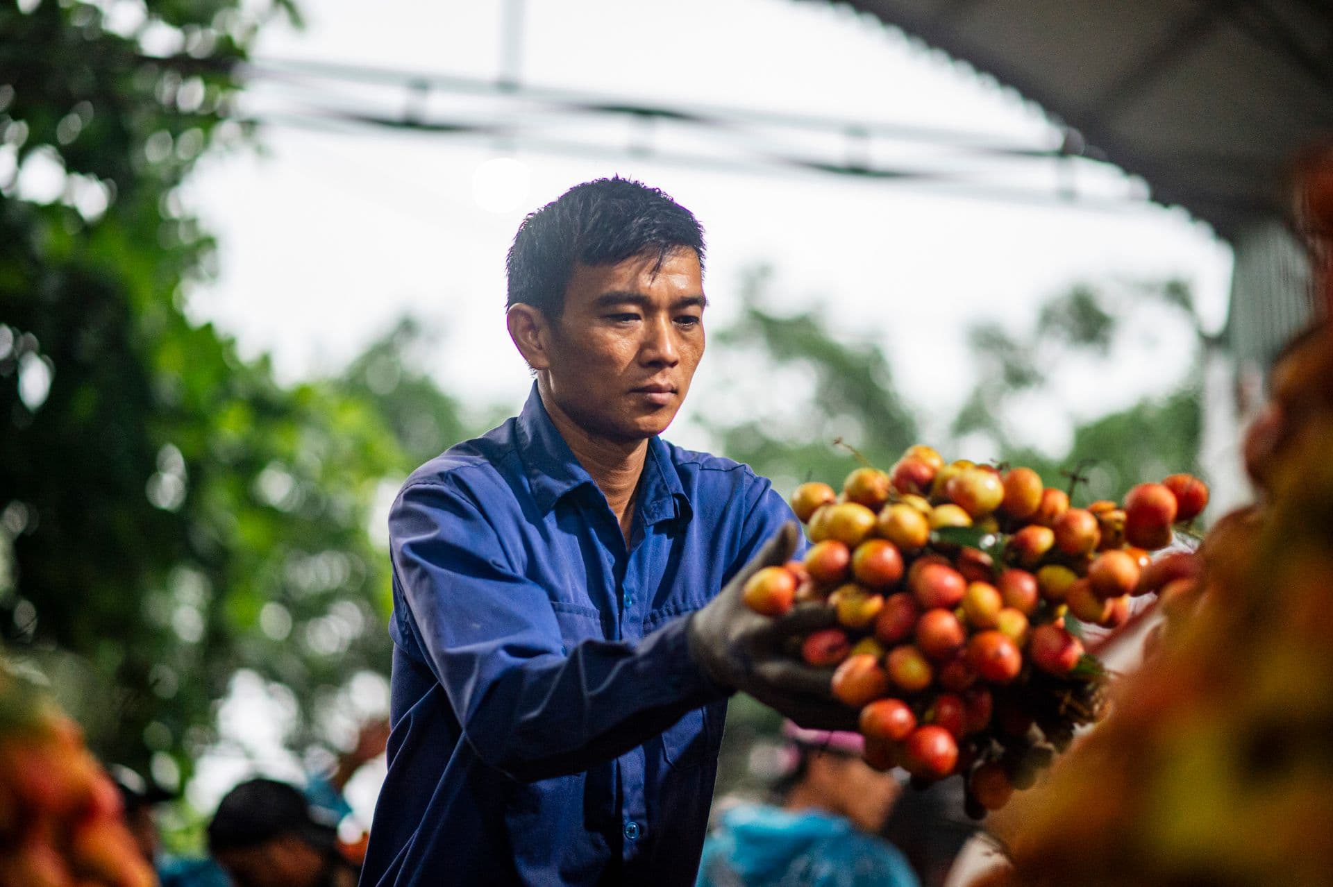 A Vietnamese farmer in Bac Giang carefully handles freshly harvested lychees outdoors.